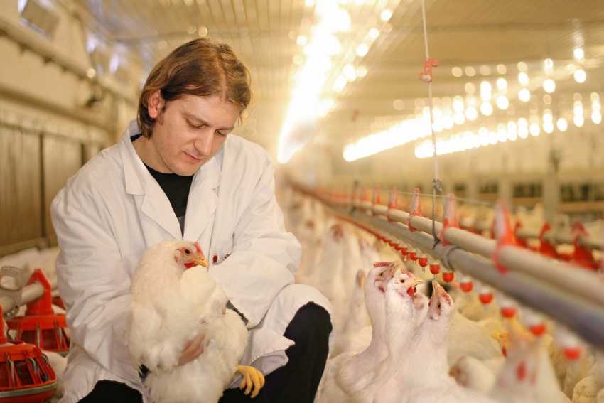 USDA confirms virulent Newcastle disease in commercial chicken flock in California