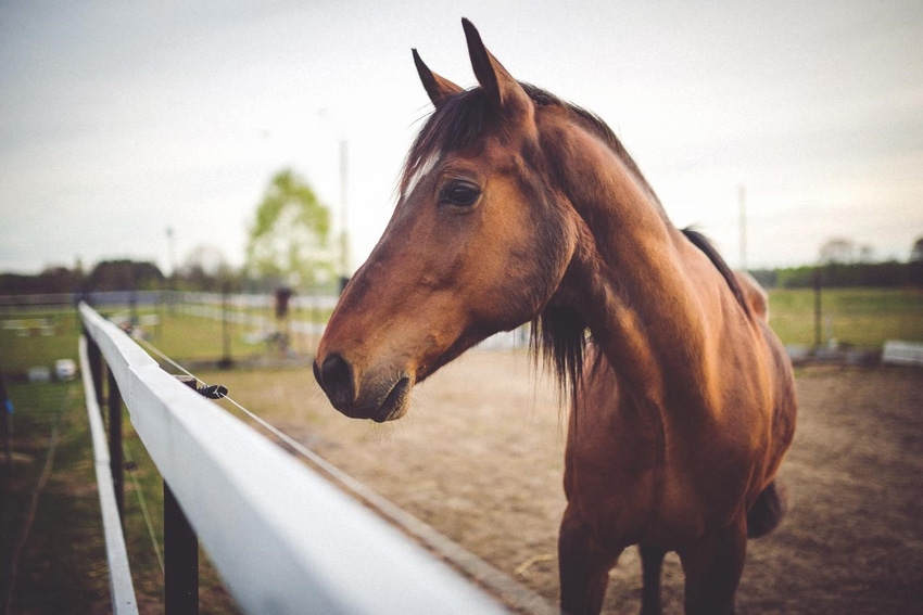 Improved horse flu vaccine possible
