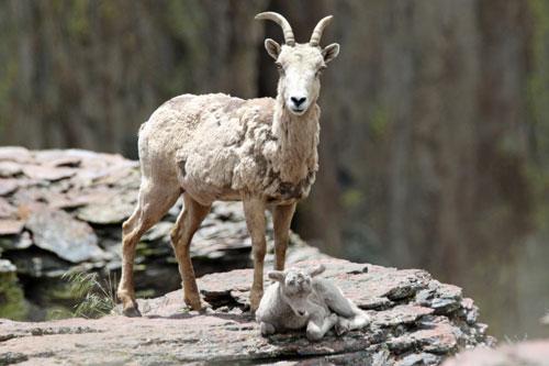 Bighorn sheep research sheds light on path of killer disease