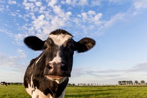 dairy cow black and white in field_venemama_iStock_Getty Images-847745536.jpg