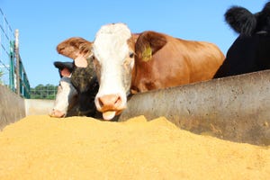 Distillers grains may supplement typical forage grass diets for cattle