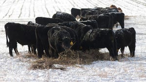 Extension specialists share tips for managing cattle in winter