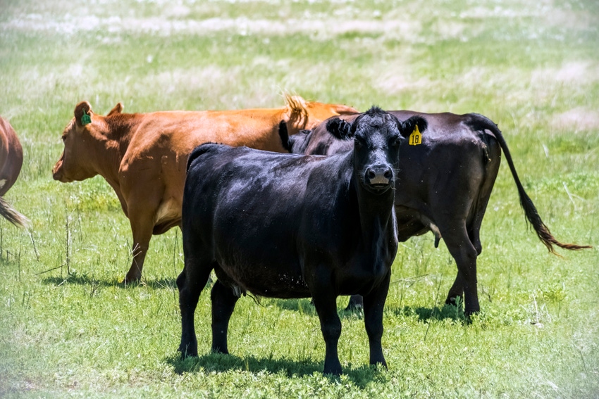 Test bulls prior to breeding to avoid trich wreck