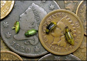 Nuclear methods used to study pest resistance in corn