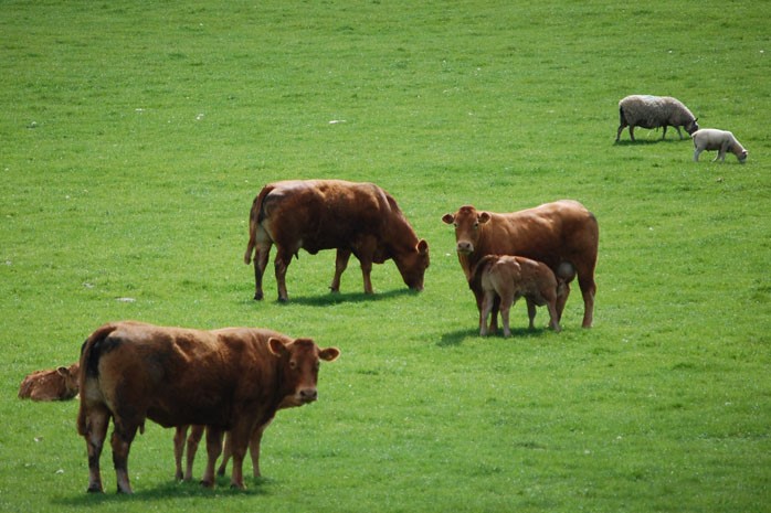 U.K. study to focus on livestock production efficiency