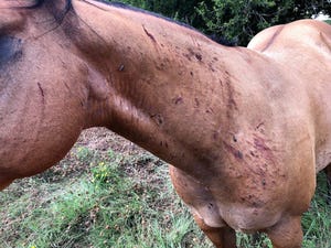 Texas AgriLife horseflies on horse.jpg