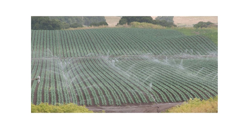irrigation at Leafy Greens farm