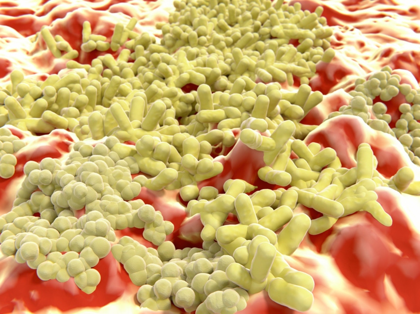 Tick protein helps antibiotics combat MRSA super bug