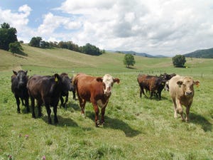 American beef going back to EU? Not so fast!