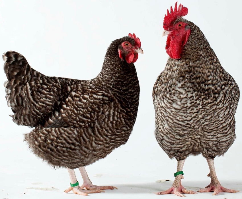 Chicken feather patterns linked to gene mutation