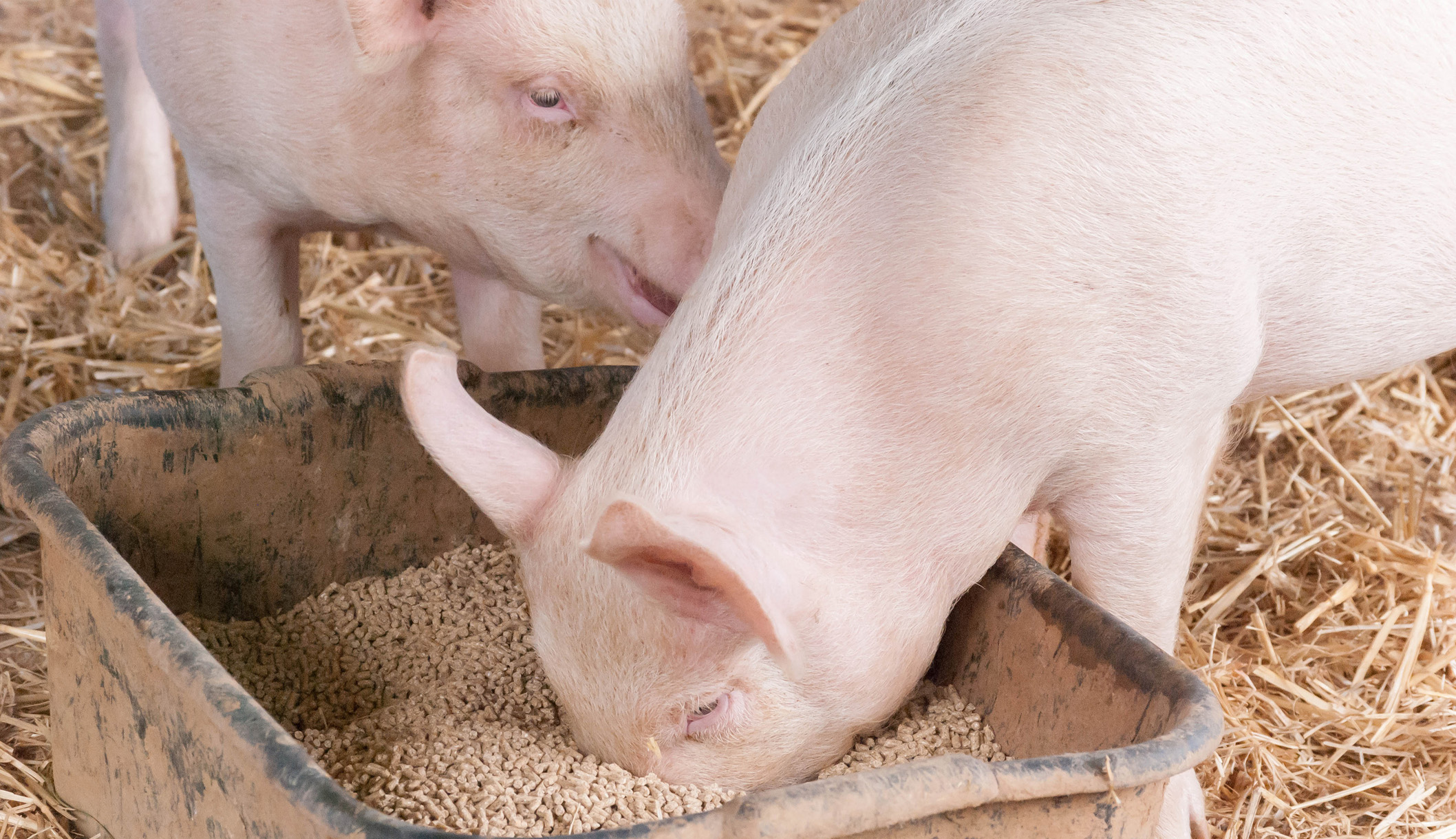 Wet fall poses risks to swine health and performance