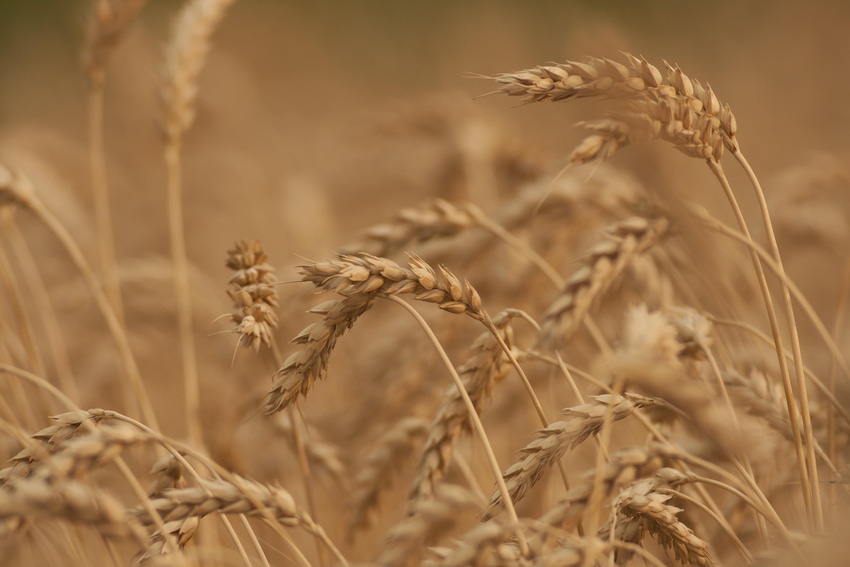 Johns Hopkins scientists piece together bread wheat genome
