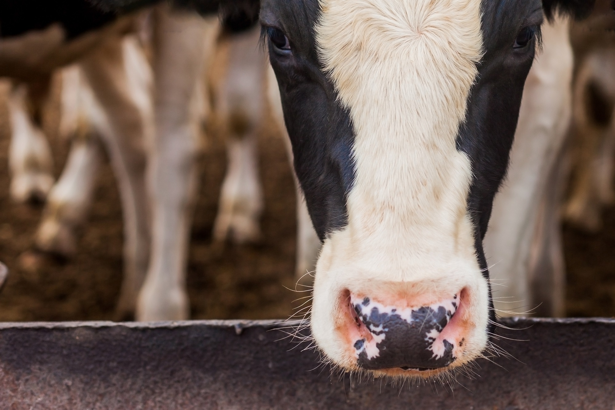 WOAH cautions against restricting movement of healthy cattle, dairy products - Vimarsana News