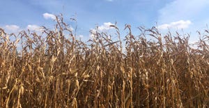 Dry corn in a field against blue sky