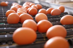 Modeling impact of green eggs, hens