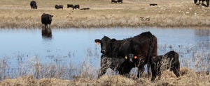 NDSU water for cattle health2.jpg