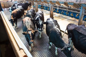 Heat stress may take early toll on high-performing dairy cows