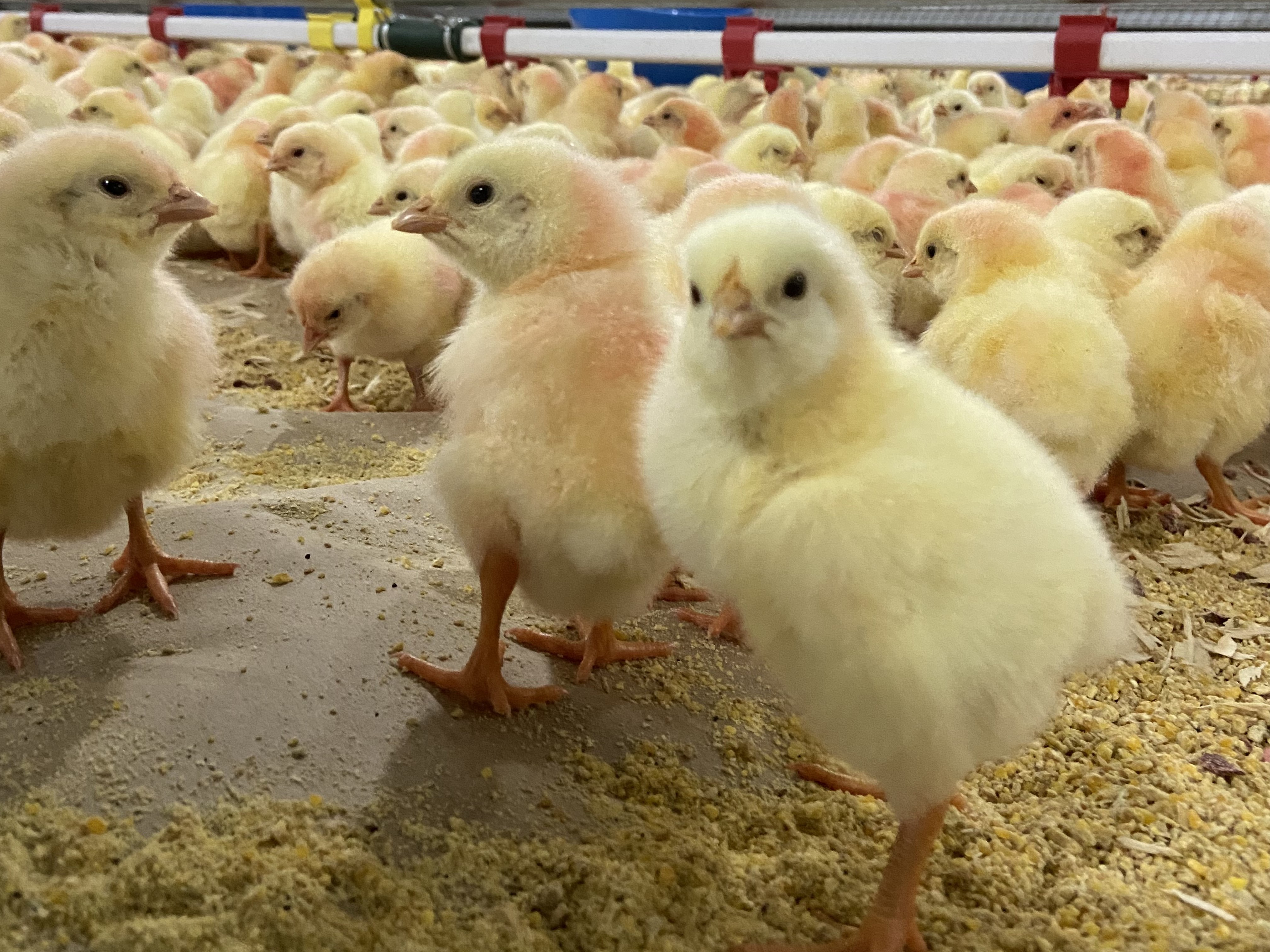 JBS inaugurates Brazil's largest and most modern chick hatchery