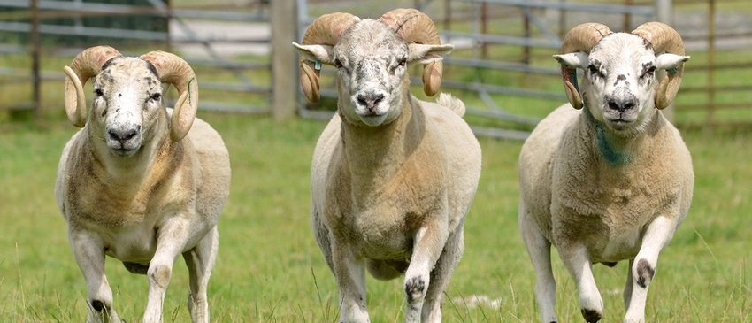 Sheep gene insights could help farmers breed healthier animals
