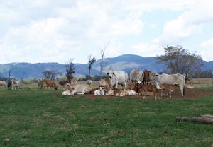 GPS tracking helps manage range livestock, ensure animal welfare