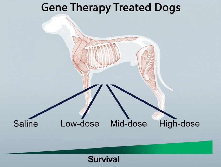 Gene therapy treats muscle wasting disease in dogs