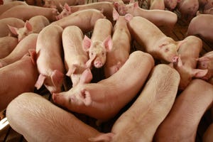 hogs huddled together at hog farm