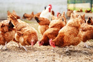 New device to detect poultry diseases
