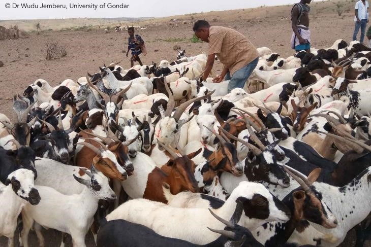 True cost of livestock vaccination campaigns examined