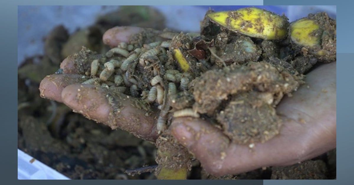 Black soldier fly’s role as food waste solution