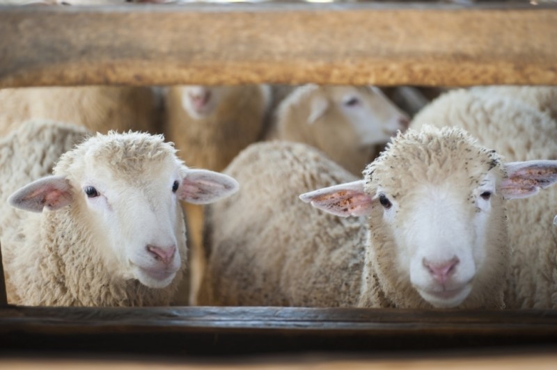 Environmental chemicals cause 'worrying' changes to sheep livers