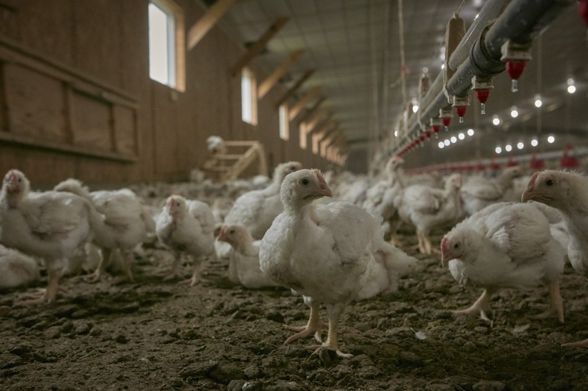 Perdue Farms broiler chickens barn FDS.jpg
