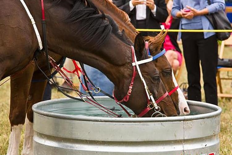 University of Kentucky horse drinking water.jpg