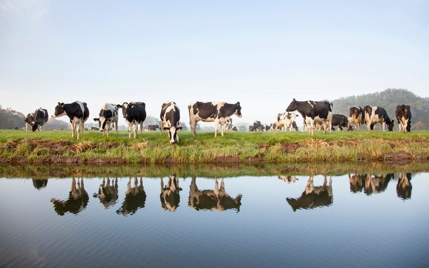N&H TOPLINE: Dairy farmers should rethink cows' curfew