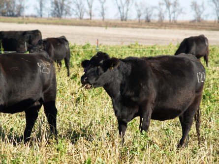 Fall cover crops for grazing may improve soil health