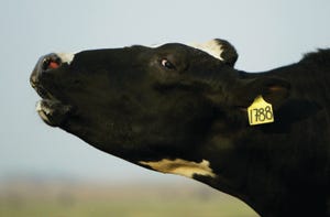 dairy cow_Justin Sullivan_Getty Images News-2839046.jpg