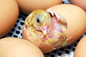 Method determines sex of baby chicks within four days