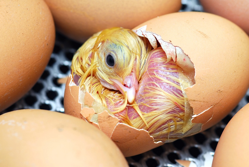 Eggshell nanostructure discovery could lead to fewer cracks Eggshell nanostructure discovery could lead to fewer cracks