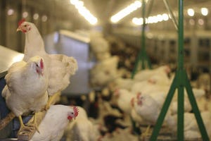 Keel bone strength study aims to better prepare hens for cage-free system