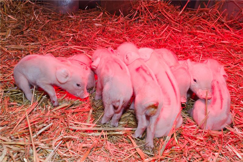 Drug resistance in intestinal parasite of piglets confirmed