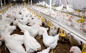 broiler chickens inside_Kharkhan_Oleg_iStock_Getty Images-868209360.jpg