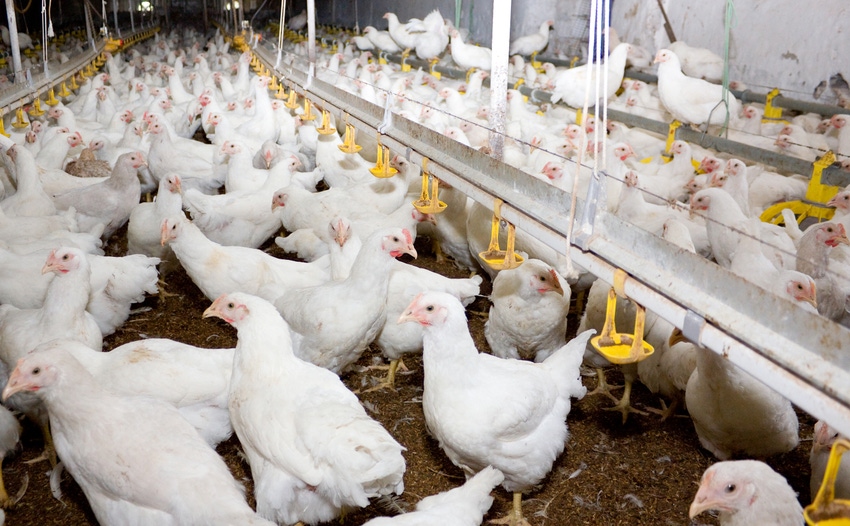 broiler chickens inside_Kharkhan_Oleg_iStock_Getty Images-868209360.jpg