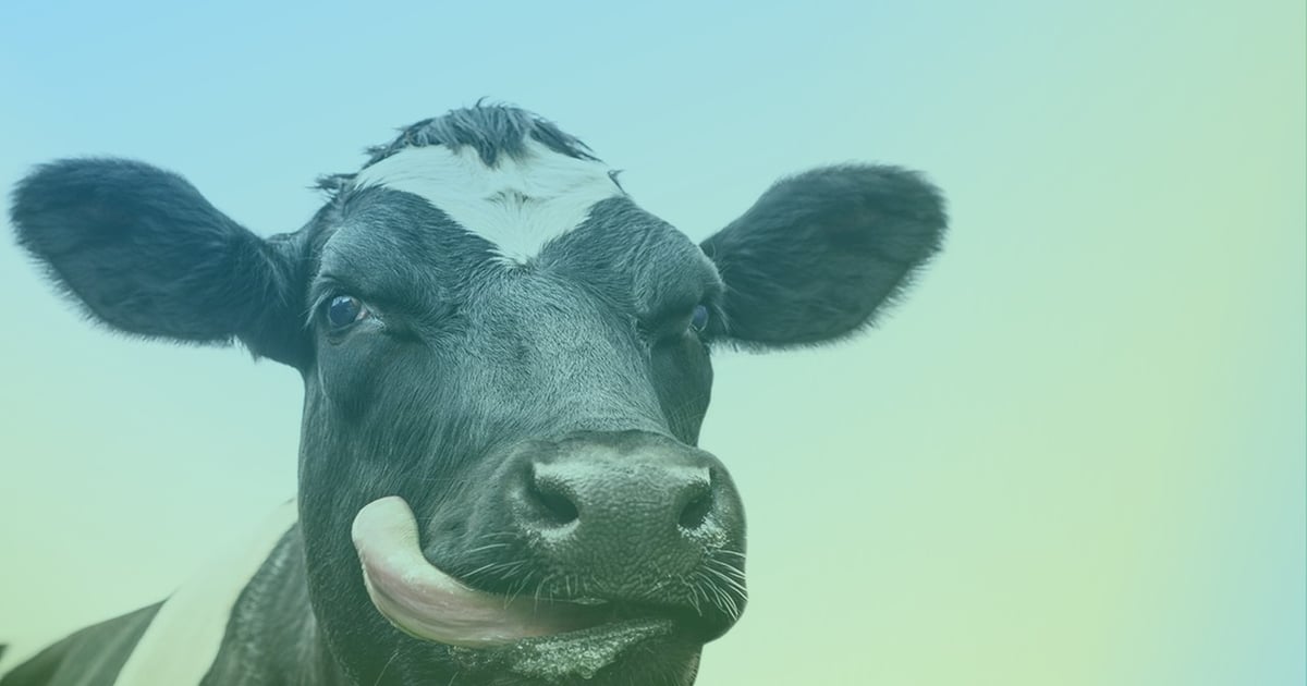 Global dairy prices beat the odds but face fragile demand