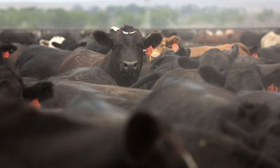 'Cattle on Feed' reflects higher placements