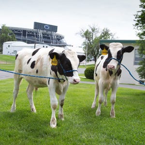 Penn State Holstein project garners additional attention