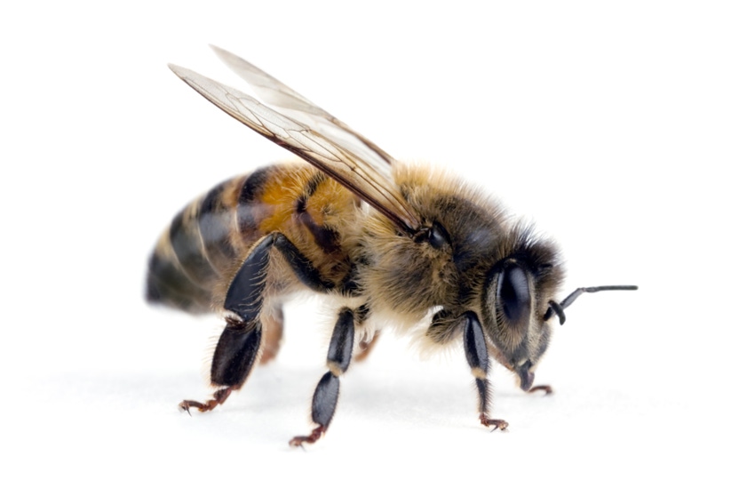 Study gives major new insight on honeybee parasite