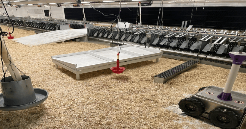 Hybrid Turkeys testing autonomous robots in turkey barns