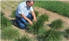 Mediterranean grasses good option for perennial pastures