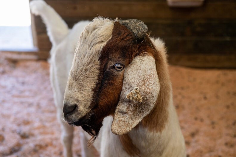 Washington State surrogate goat.jpg