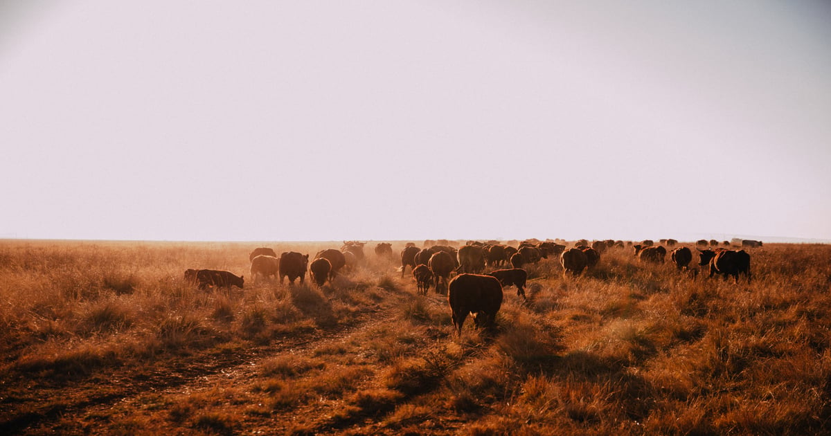 Ranching, conservation can both find home on the range