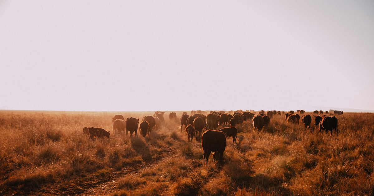 Conservation Ranching Ranching, conservation can both find home on the range